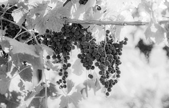 Settembre Mese Dell'uva